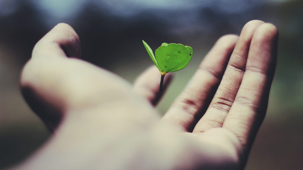 手のひらの中の小さな植物